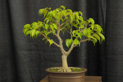 Ficus benjamina - Benjamin Bitkisi