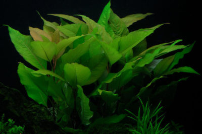 Hygrophila corymbosa - Akvaryum Limon Bitkisi