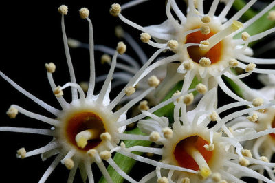 Karayemiş Çiçeği