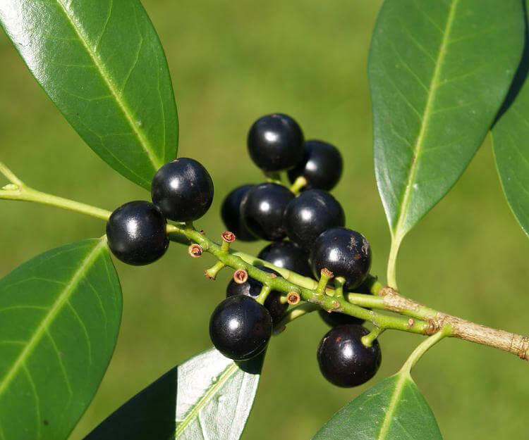 Karayemiş - Prunus Laurocerasus