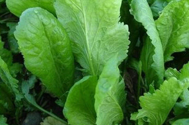 Lepidium sativum - Tere Bitkisi