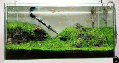 Micranthemum monte carlo - Monte Carlo Bitkisi