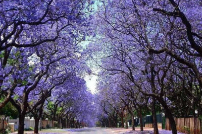 Pavlonya Ağacı - Paulownia