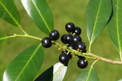 Prunus laurocerasus - Karayemiş