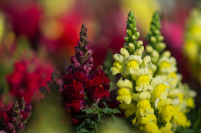 Antirrhinum - Aslanağzı Çiçeği