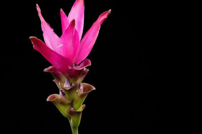 Curcuma longa - Zerdeçal